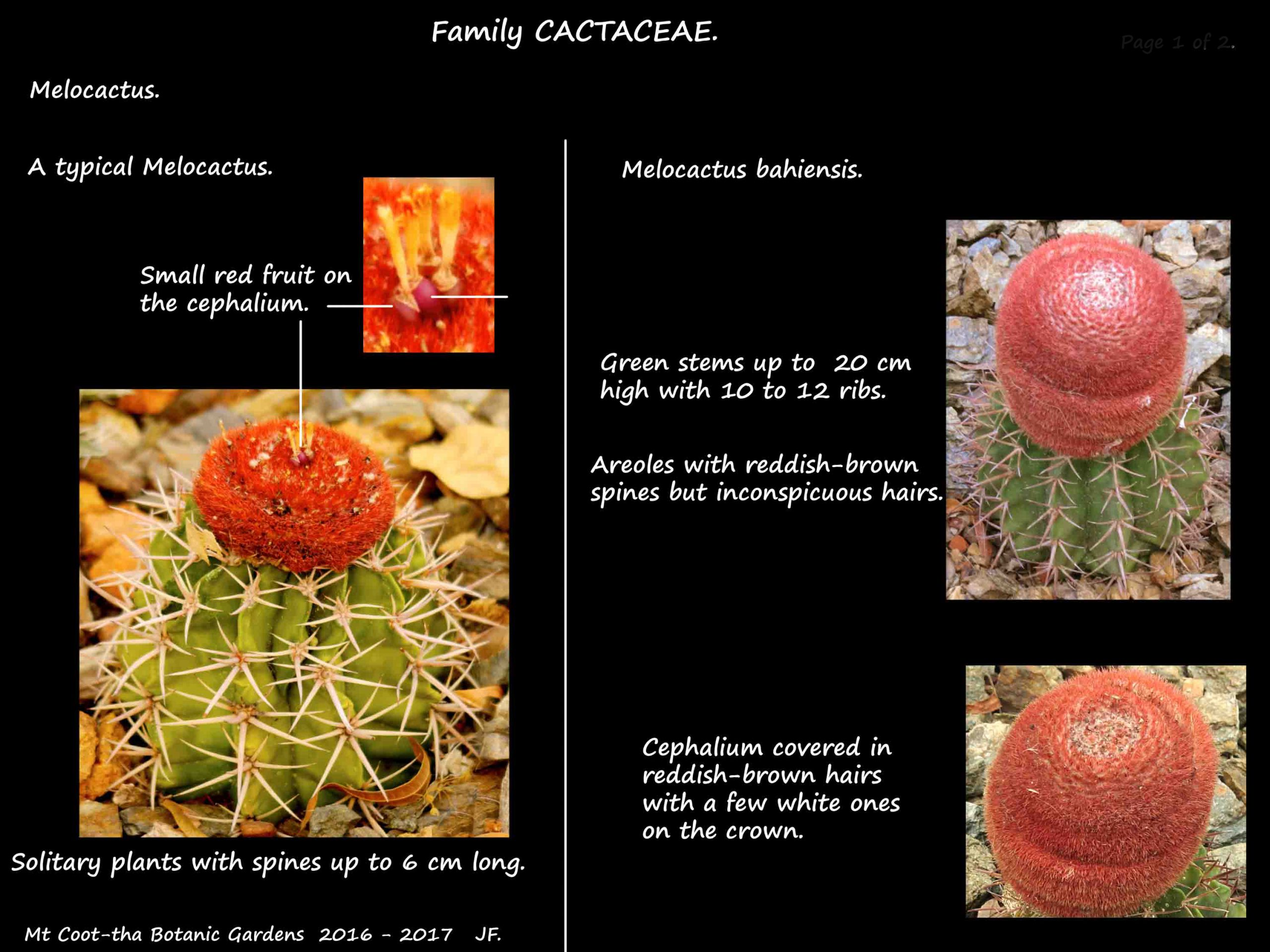 Melocactus bahiensis